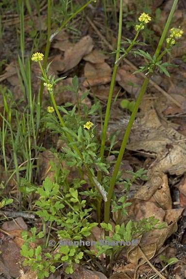 sanicula bipinnata 1 graphic